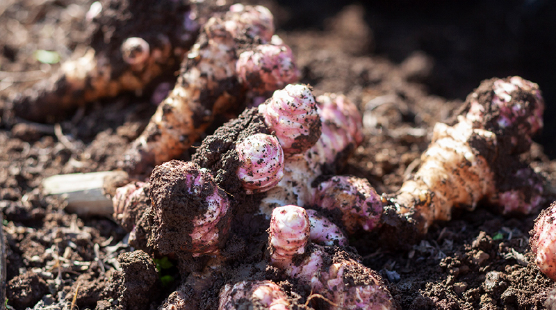 菊池まるごと市場:イヌリンを豊富に含む国産菊芋