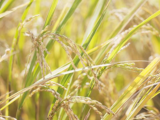 有機JAS　高野さんちの自然栽培米5kg（玄米）