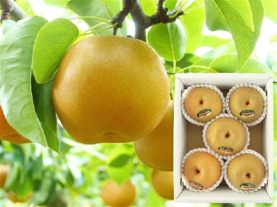 【予約】熊本県菊池産の梨 5～6玉(箱入り)