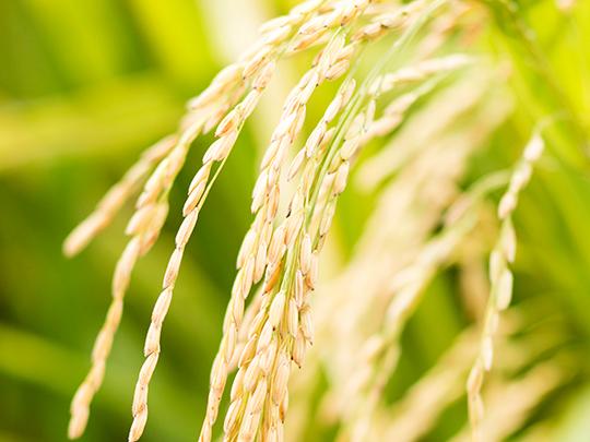 七城米 食べ比べセット（精米）