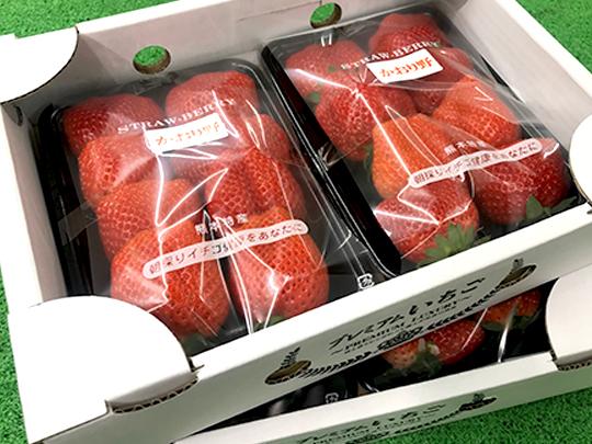 熊本県産のいちご2箱セット（約300g×4パック)